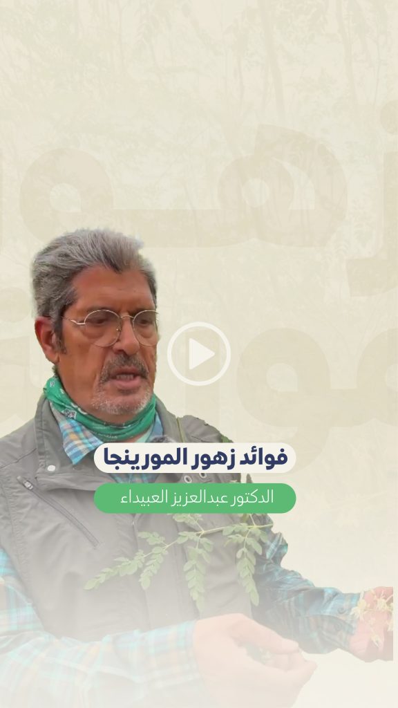 فوائد زهور شجرة المورينجا مع الدكتور عبد العزيز العبيداء مزرعة يسر المورينجا حائل