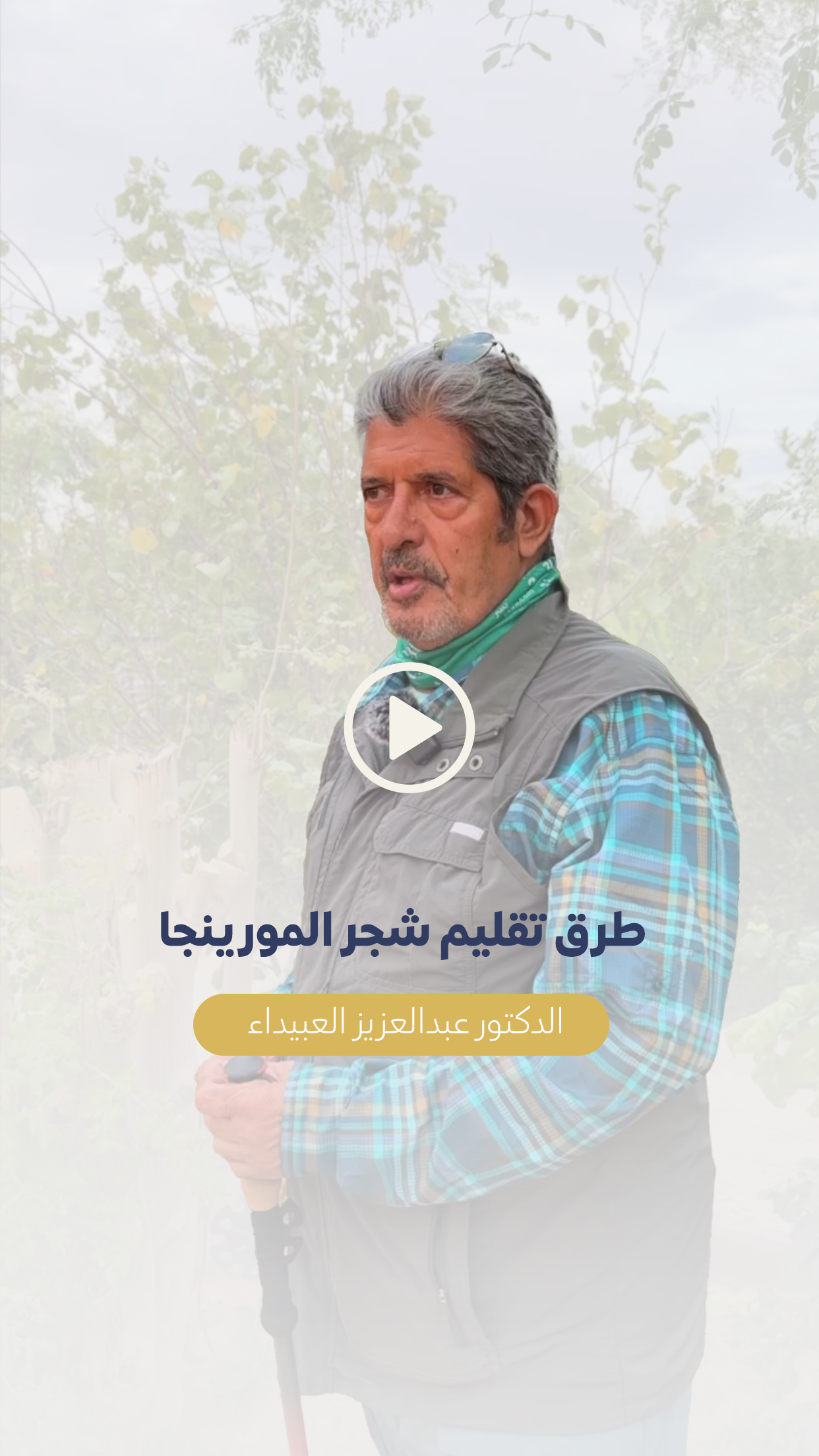 الدكتور عبدالعزيز العبيداء تعرف على أفضل طرق تقليم شجر المورينجا من داخل مزرعة يسر المورينجا حائل